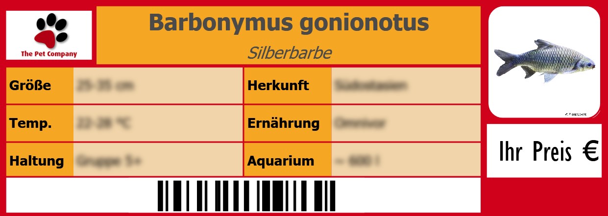 Barbonymus gonionotus Silberbarbe 105 x 38 mm