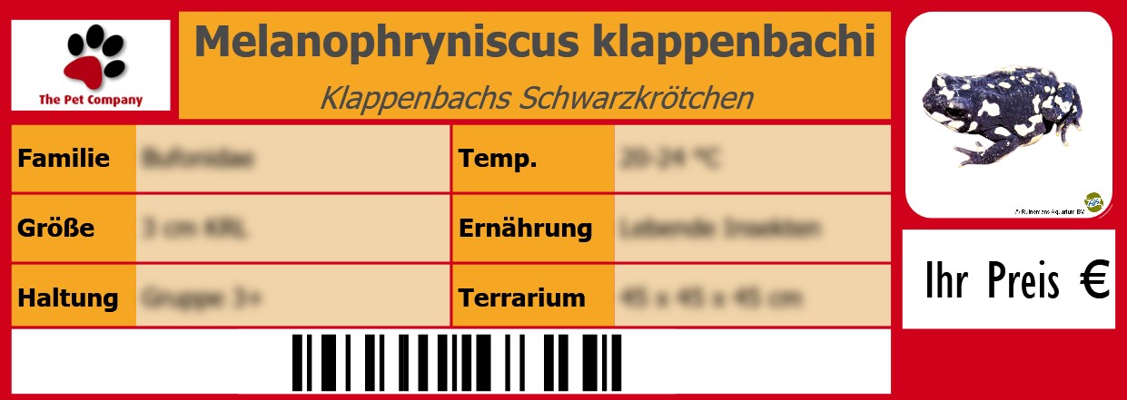 Melanophryniscus klappenbachi Klappenbachs Schwarzkrötchen 105 x 38 mm