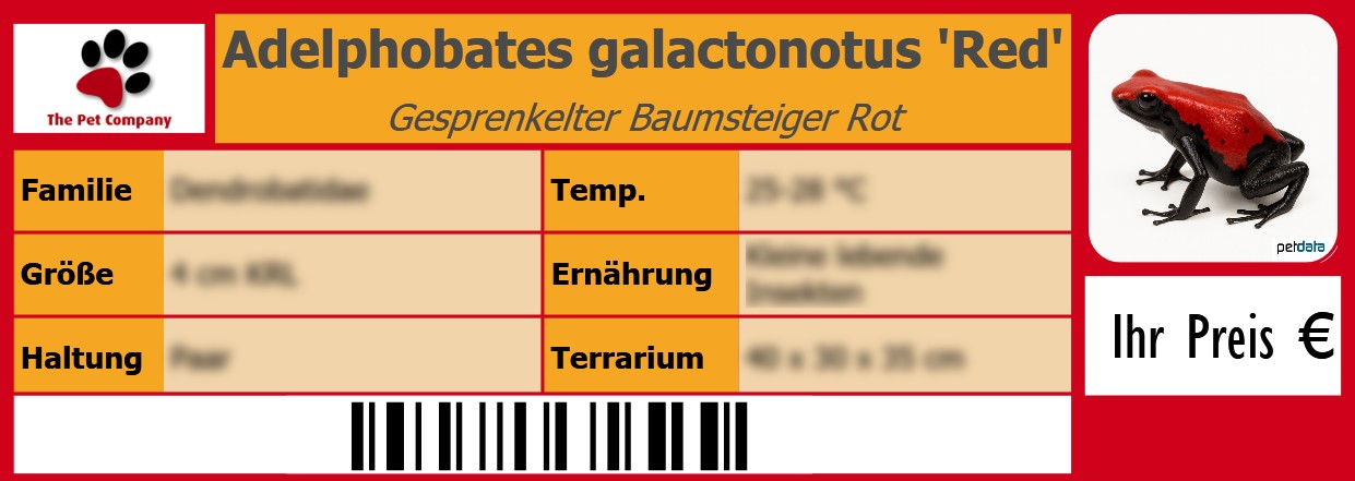 Adelphobates galactonotus 'Red' Gesprenkelter Baumsteiger Rot 105 x 38 mm