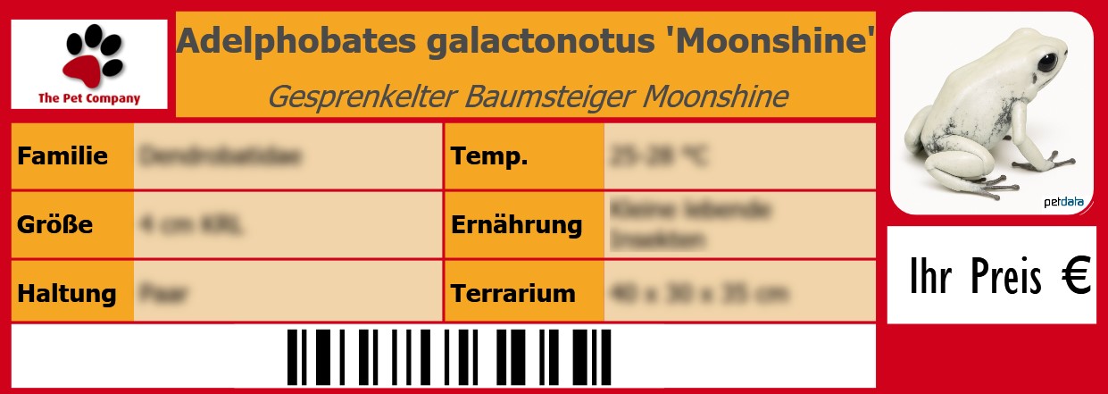 Adelphobates galactonotus 'Moonshine' Gesprenkelter Baumsteiger Moonshine 105 x 38 mm