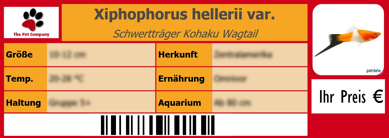 Xiphophorus hellerii var. Schwertträger Kohaku Wagtail 105 x 38 mm