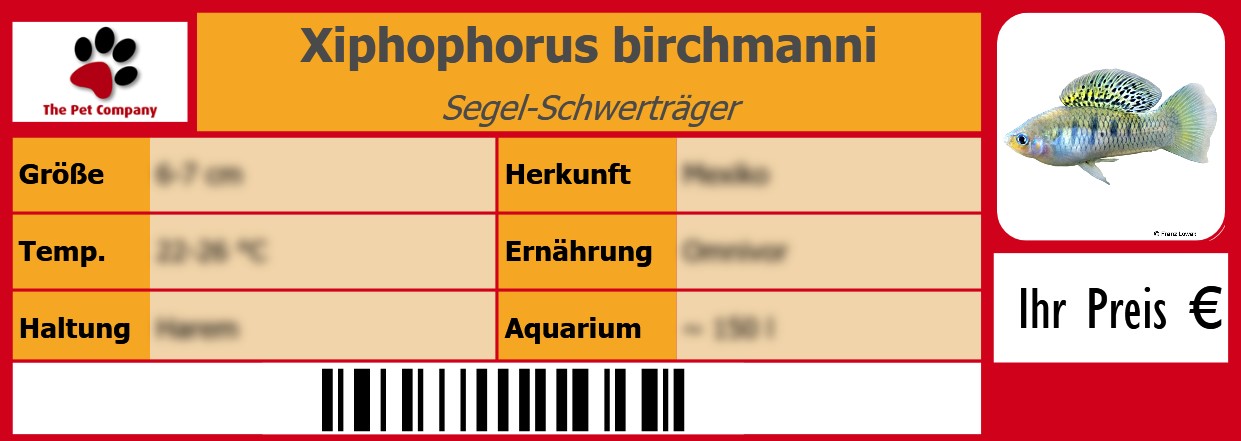 Xiphophorus birchmanni Segel-Schwerträger 105 x 38 mm