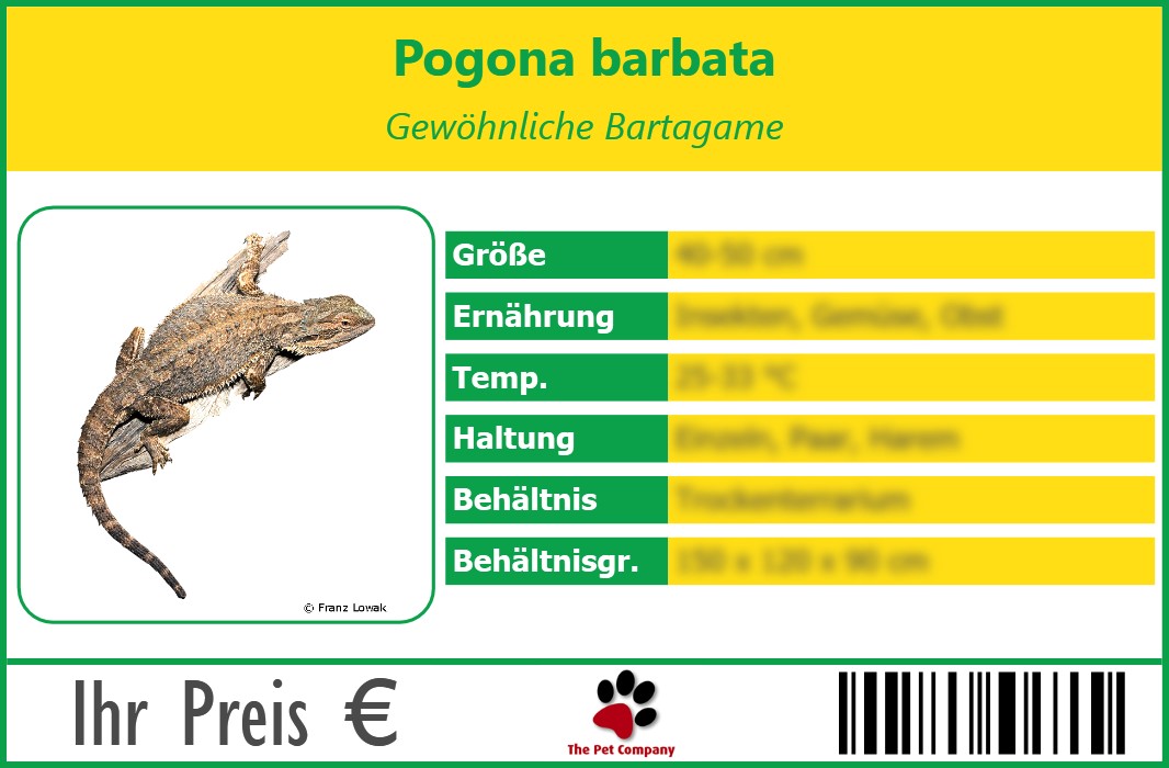 Pogona barbata Gewöhnliche Bartagame 90 x 60 mm