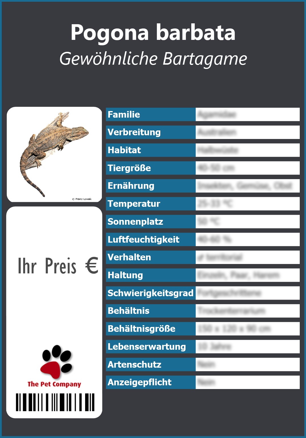 Pogona barbata Gewöhnliche Bartagame 91 x 130 mm