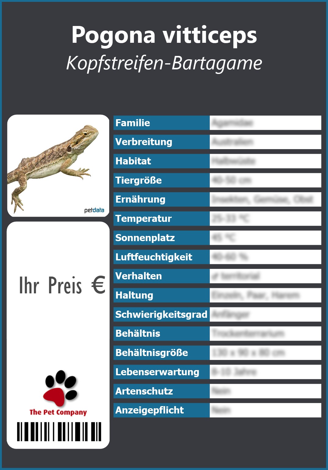 Pogona vitticeps Kopfstreifen-Bartagame 91 x 130 mm