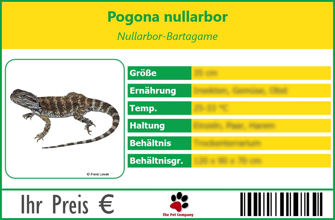 Pogona nullarbor Nullarbor-Bartagame 90 x 60 mm