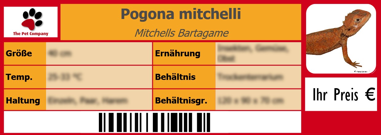 Pogona mitchelli Mitchells Bartagame 105 x 38 mm