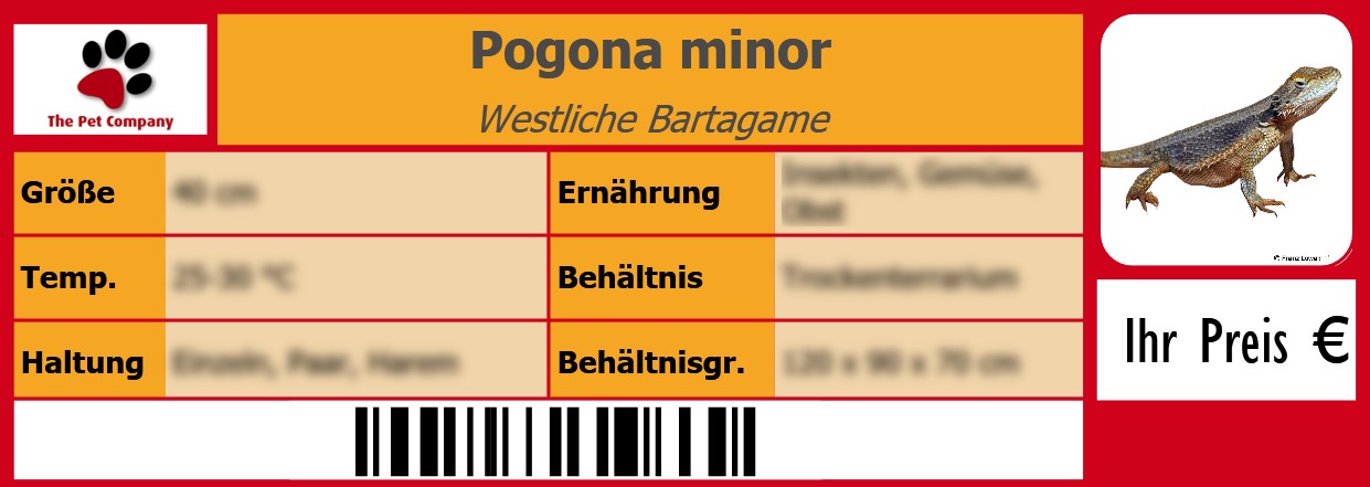 Pogona minor Westliche Bartagame 105 x 38 mm