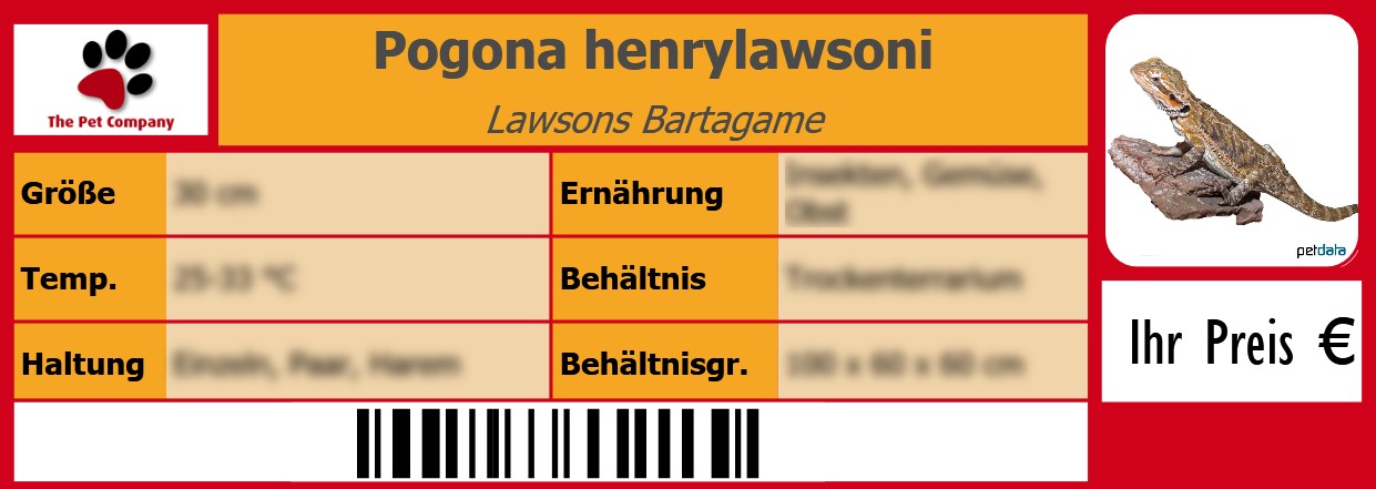 Pogona henrylawsoni Lawsons Bartagame 105 x 38 mm