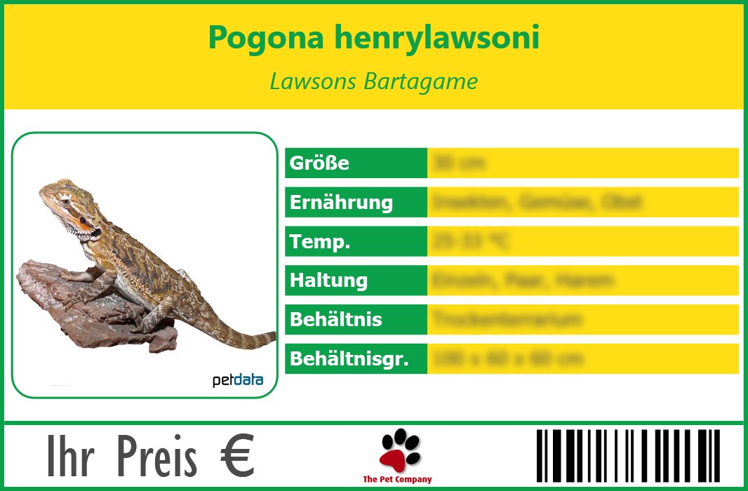 Pogona henrylawsoni Lawsons Bartagame 90 x 60 mm