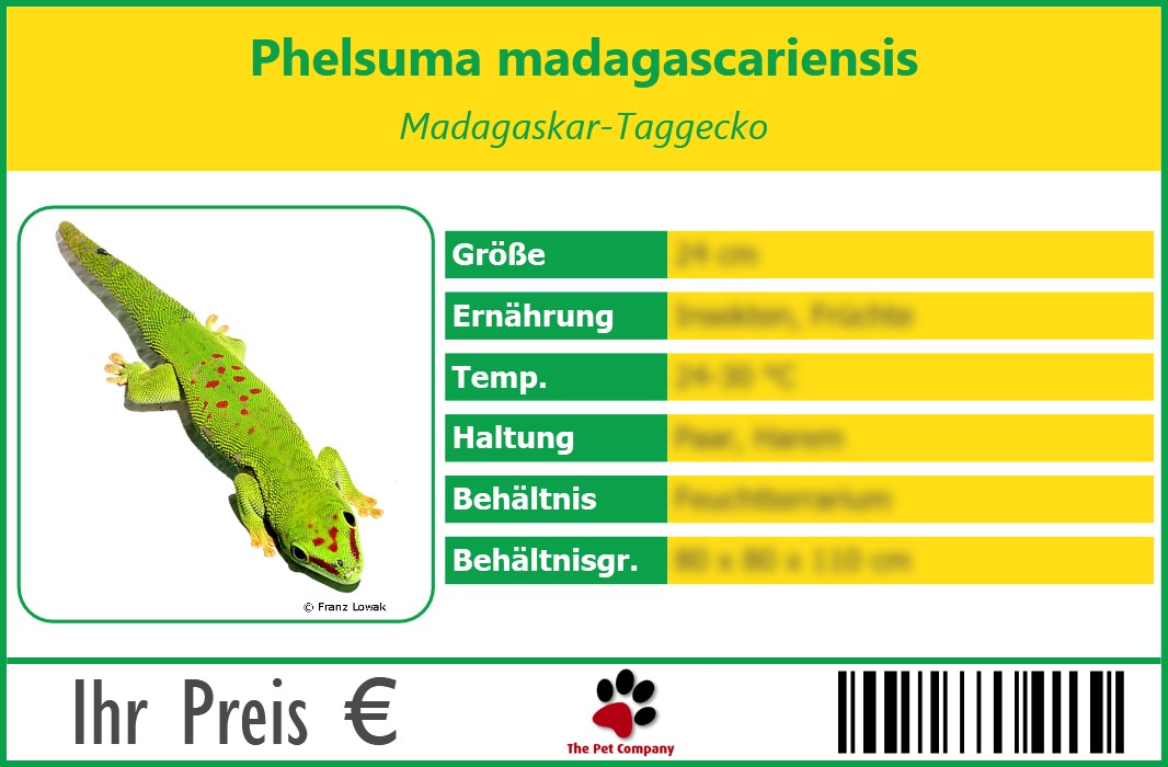 Phelsuma madagascariensis Madagaskar-Taggecko 90 x 60 mm