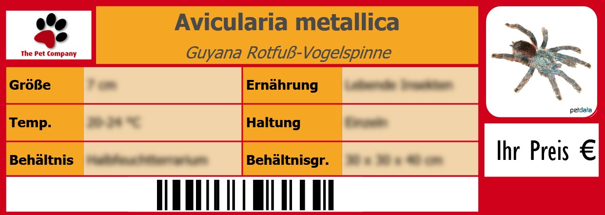 Avicularia metallica Guyana Rotfuß-Vogelspinne 105 x 38 mm