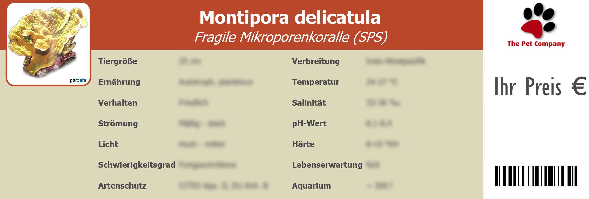 Montipora delicatula Fragile Mikroporenkoralle (SPS) 195 x 66 mm