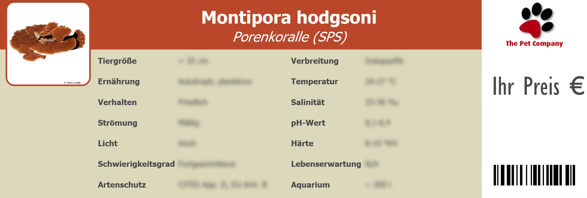 Montipora hodgsoni Porenkoralle (SPS) 195 x 66 mm