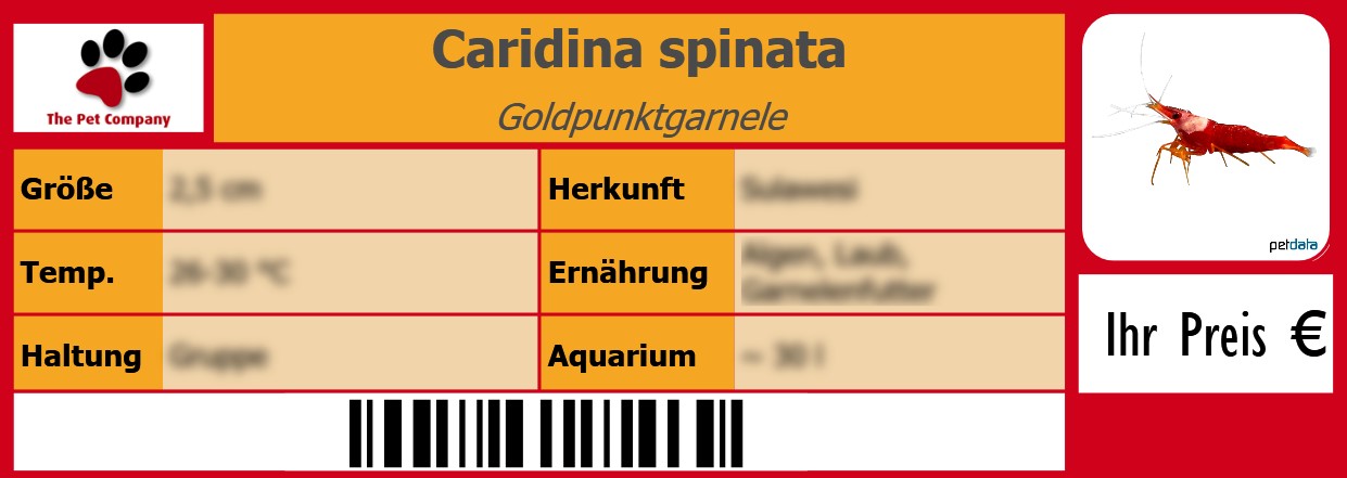 Caridina spinata Goldpunktgarnele 105 x 38 mm