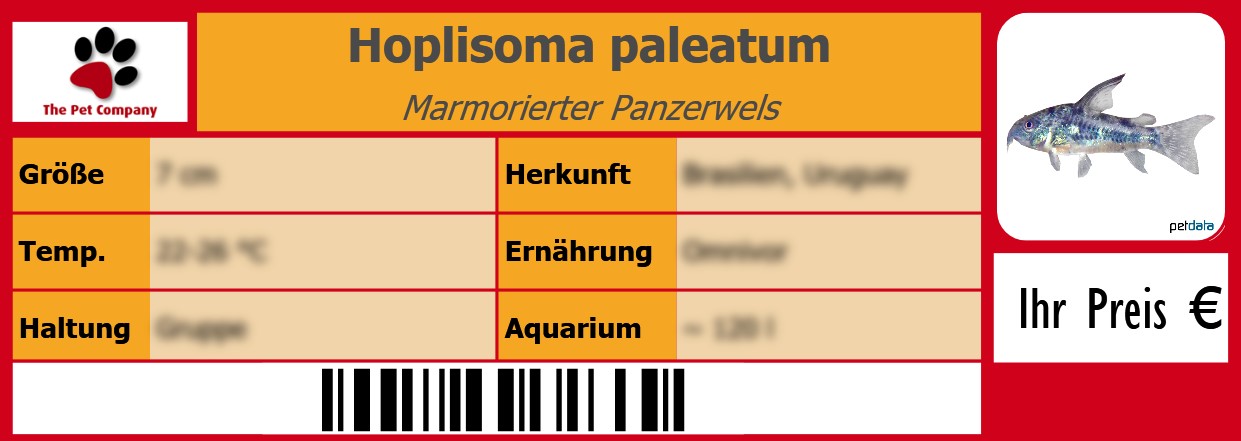 Hoplisoma paleatum Marmorierter Panzerwels 105 x 38 mm