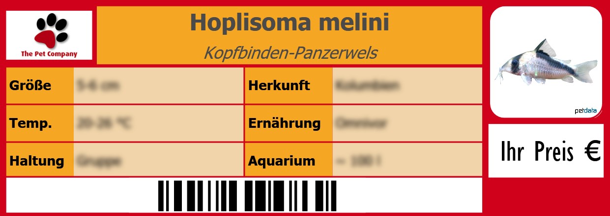 Hoplisoma melini Kopfbinden-Panzerwels 105 x 38 mm