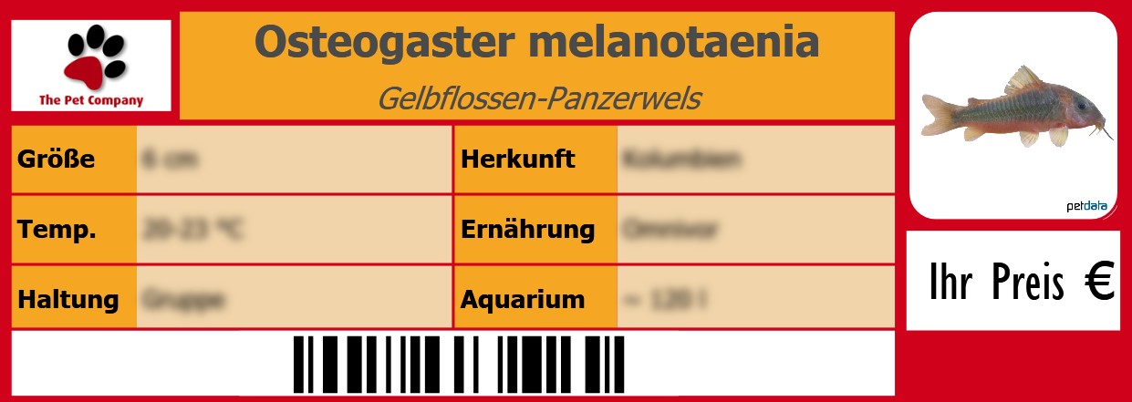 Osteogaster melanotaenia Gelbflossen-Panzerwels 105 x 38 mm