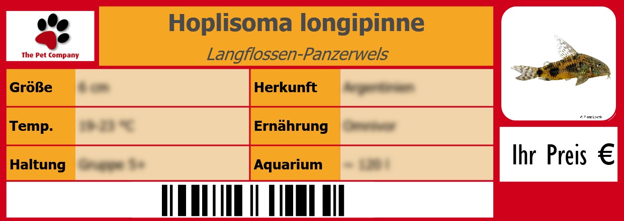 Hoplisoma longipinne Langflossen-Panzerwels 105 x 38 mm