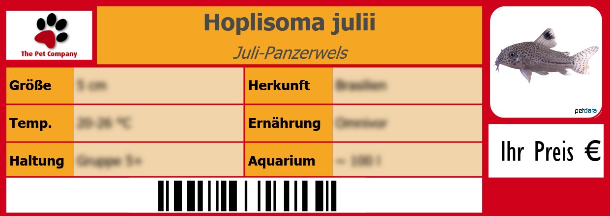 Hoplisoma julii Juli-Panzerwels 105 x 38 mm