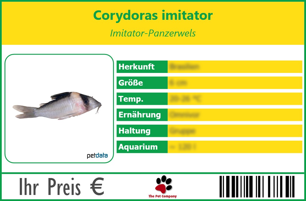 Corydoras imitator Imitator-Panzerwels 90 x 60 mm