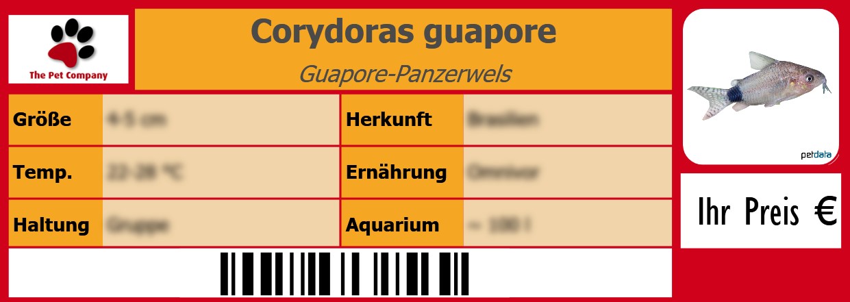 Corydoras guapore Guapore-Panzerwels 105 x 38 mm