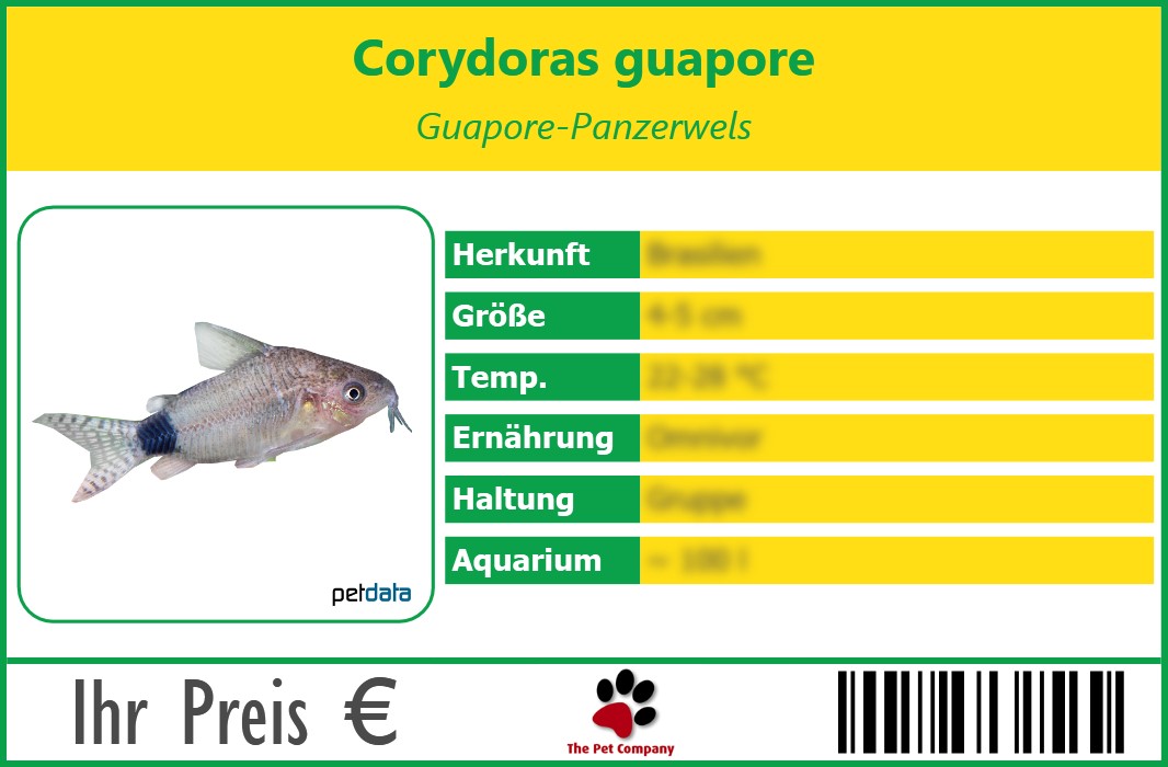 Corydoras guapore Guapore-Panzerwels 90 x 60 mm