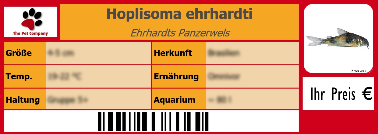 Hoplisoma ehrhardti Ehrhardts Panzerwels 105 x 38 mm