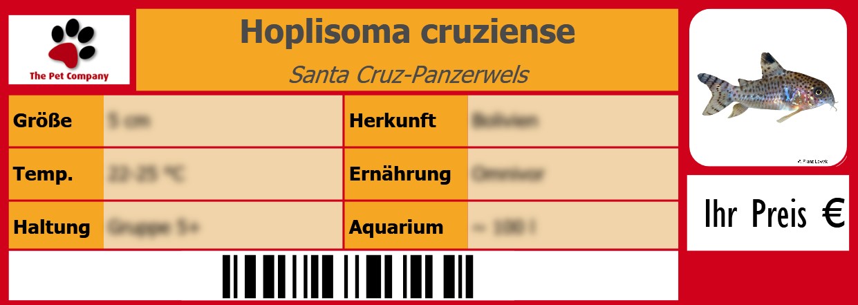 Hoplisoma cruziense Santa Cruz-Panzerwels 105 x 38 mm