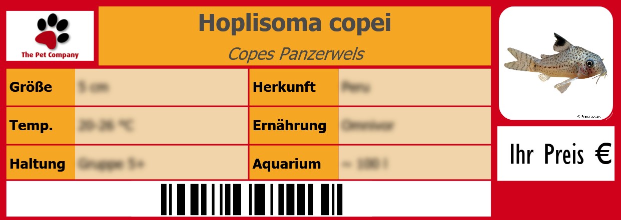 Hoplisoma copei Copes Panzerwels 105 x 38 mm