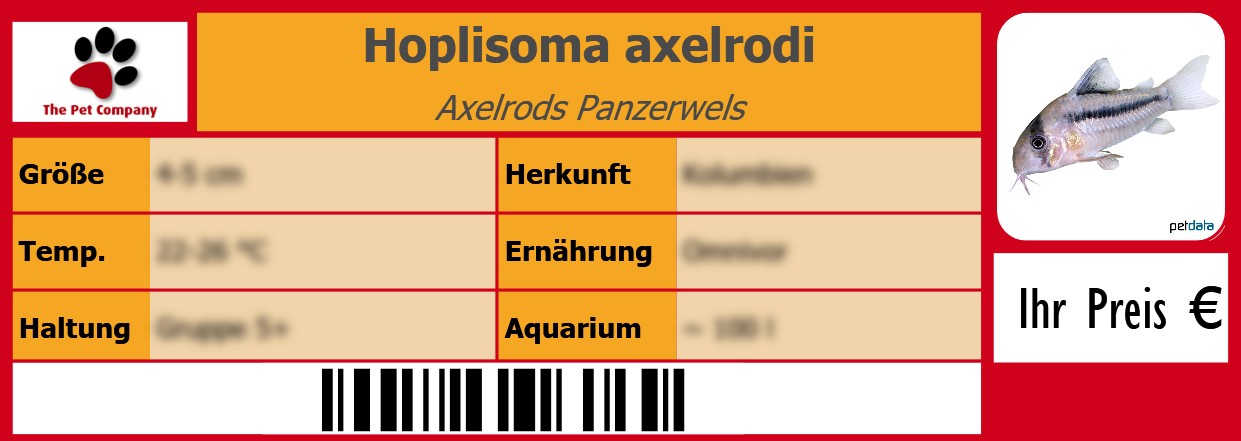 Hoplisoma axelrodi Axelrods Panzerwels 105 x 38 mm