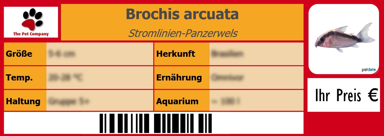 Brochis arcuata Stromlinien-Panzerwels 105 x 38 mm