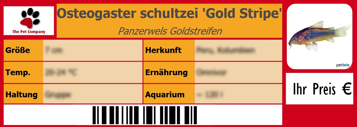 Osteogaster schultzei 'Gold Stripe' Panzerwels Goldstreifen 105 x 38 mm