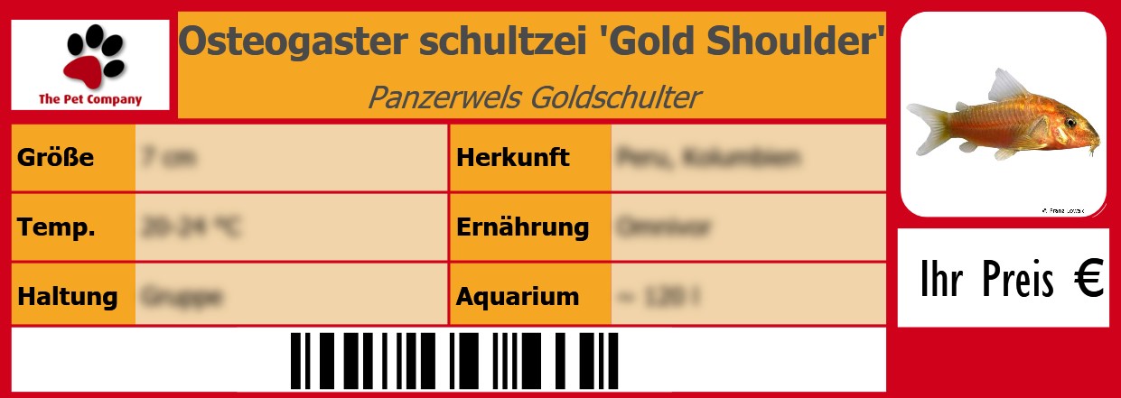 Osteogaster schultzei 'Gold Shoulder' Panzerwels Goldschulter 105 x 38 mm