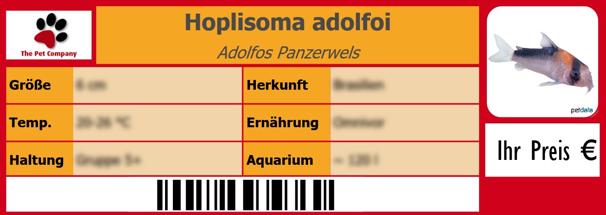 Hoplisoma adolfoi Adolfos Panzerwels 105 x 38 mm