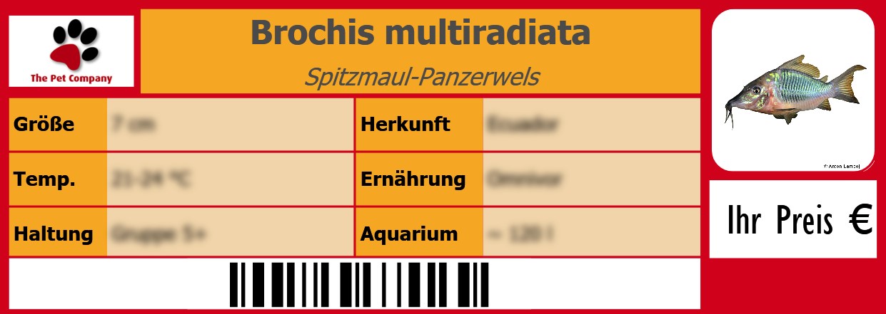 Brochis multiradiata Spitzmaul-Panzerwels 105 x 38 mm