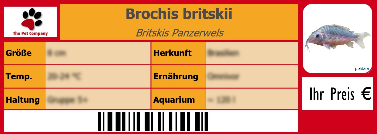Brochis britskii Britskis Panzerwels 105 x 38 mm