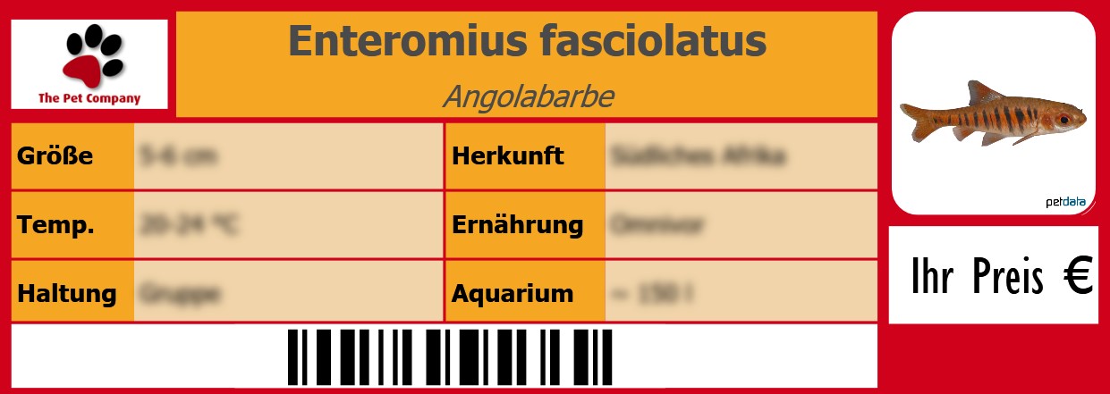 Enteromius fasciolatus Angolabarbe 105 x 38 mm