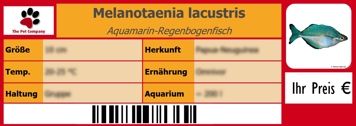 Melanotaenia lacustris Aquamarin-Regenbogenfisch 105 x 38 mm