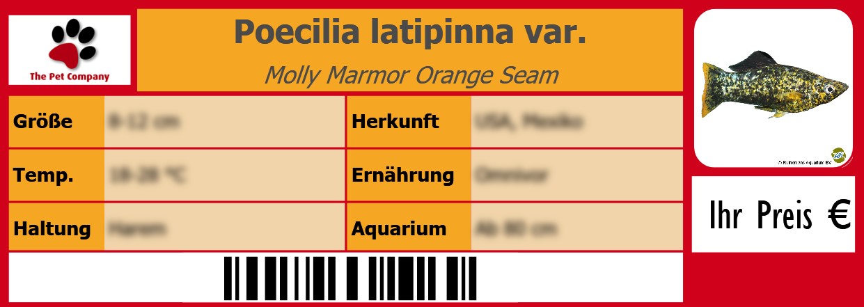 Poecilia latipinna var. Molly Marmor Orange Seam 105 x 38 mm