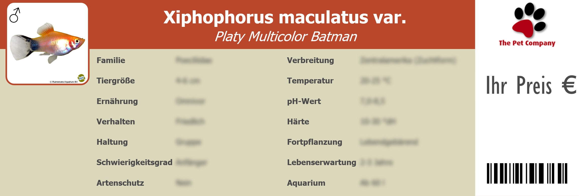 Xiphophorus maculatus var. Platy Multicolor Batman 195 x 66 mm