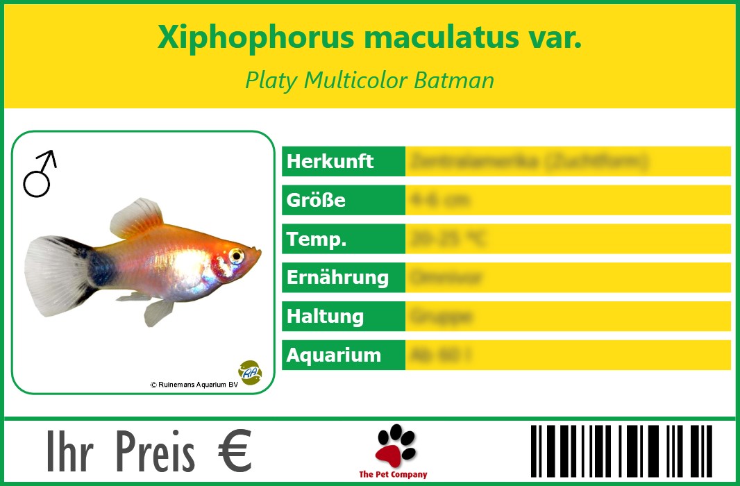 Xiphophorus maculatus var. Platy Multicolor Batman 90 x 60 mm