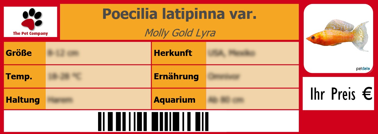 Poecilia latipinna var. Molly Gold Lyra 105 x 38 mm