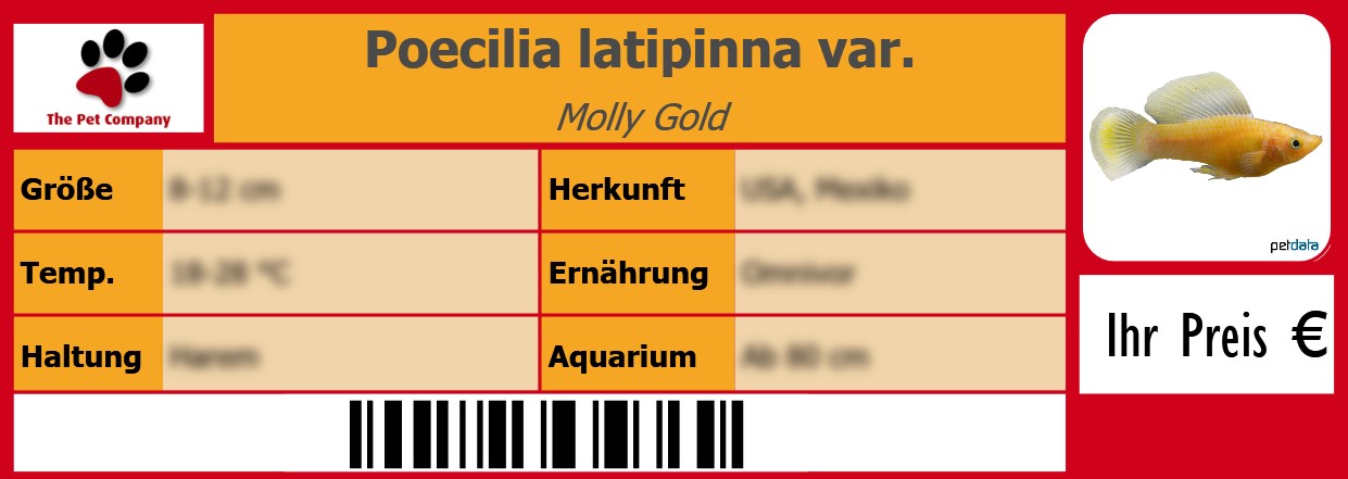 Poecilia latipinna var. Molly Gold 105 x 38 mm