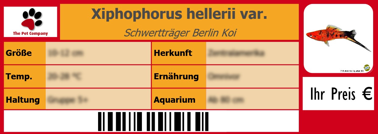Xiphophorus hellerii var. Schwertträger Berlin Koi 105 x 38 mm