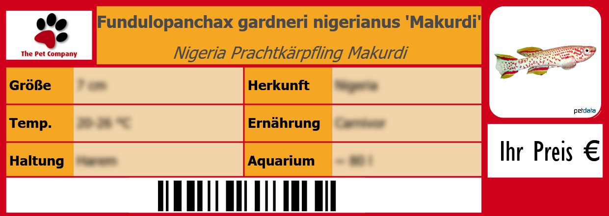 Fundulopanchax gardneri nigerianus 'Makurdi' Nigeria Prachtkärpfling Makurdi 105 x 38 mm