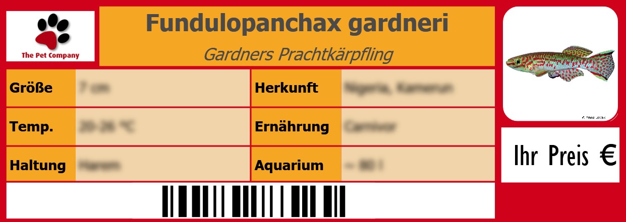 Fundulopanchax gardneri Gardners Prachtkärpfling 105 x 38 mm