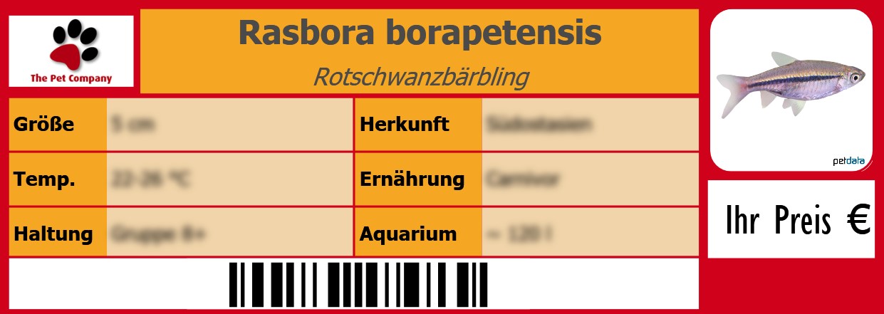 Rasbora borapetensis Rotschwanzbärbling 105 x 38 mm