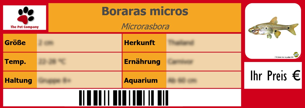 Boraras micros Microrasbora 105 x 38 mm