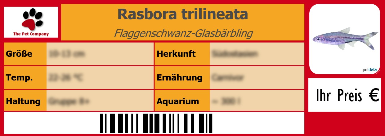 Rasbora trilineata Flaggenschwanz-Glasbärbling 105 x 38 mm